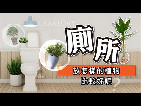 適合放廁所的植物|【廁所植物必學】6款常見植物，讓你打造綠意盎然的。